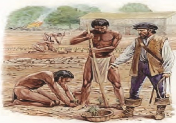 Los Repartimientos y las Encomiendas 