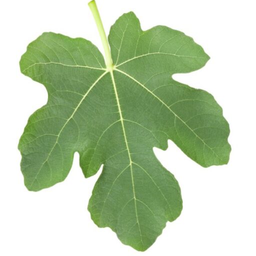 La Higuera Mágica La hoja de la higuera