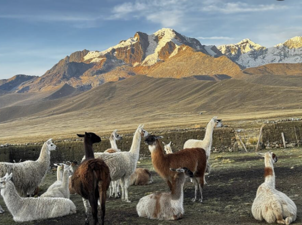llamas y alpacas